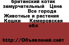 британский котик замурчательный › Цена ­ 12 000 - Все города Животные и растения » Кошки   . Кемеровская обл.